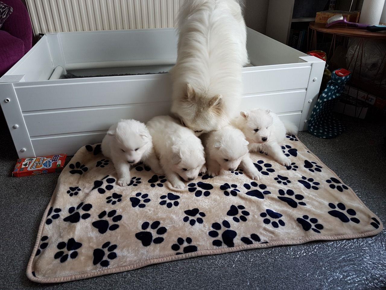 6-Beautiful-Healthy-Samoyed-štenaca