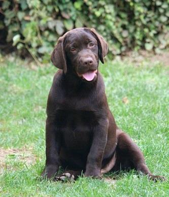 Labradori štenci