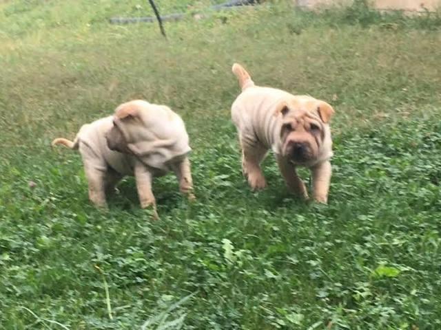 Šar pej (Shar pei) štenci 