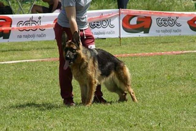Nemacki ovcar, zenka