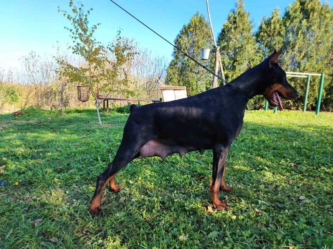 Doberman - skotna zenka