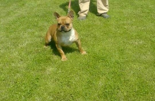 Francuski buldog 