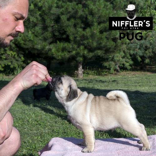 Mops štenci