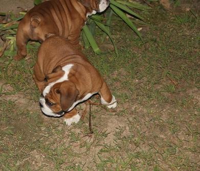 Cuccioli di Bulldog Inglese