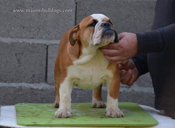 Engleski Buldog