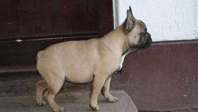 Francuski buldog žensko štene