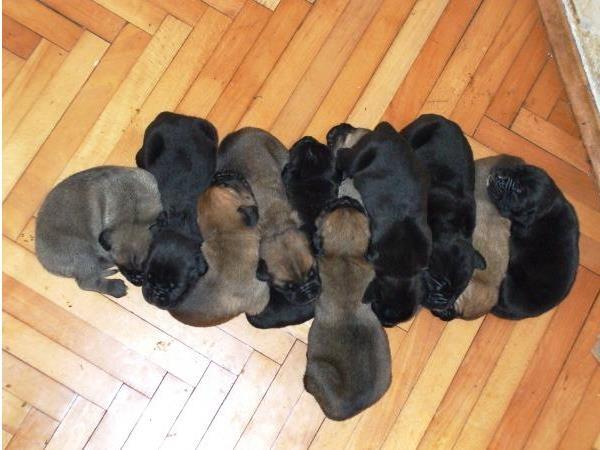 CANE CORSO STENCI