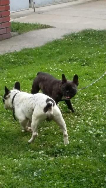 Francuski-buldog-stenad