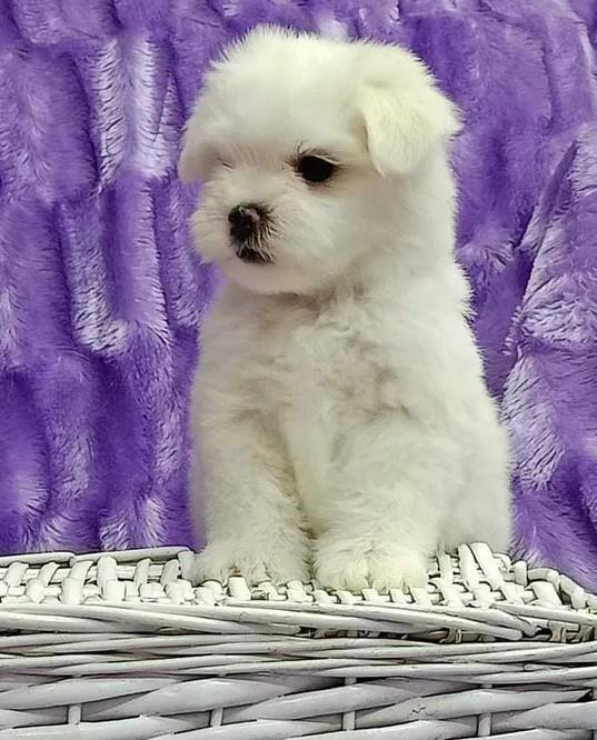 Maltezer-i-coton-de-tulear-štenci-na-prodaju