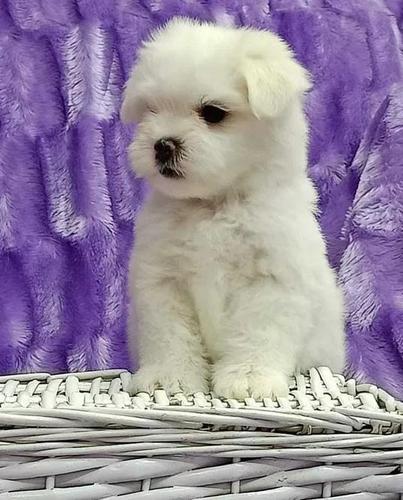 Maltezer i coton de tulear štenci na prodaju