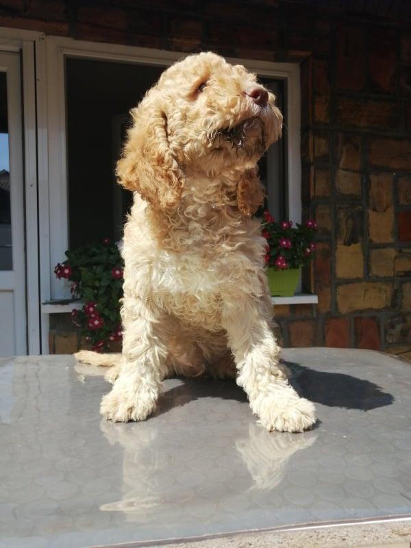 Lagotto-Romagnolo-