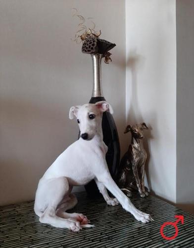 Stenci Vipeta / Whippet