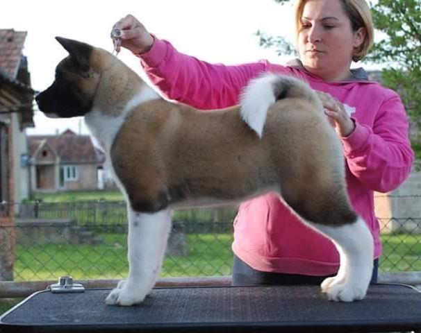 AMERICKA AKITA - vrhunsko leglo