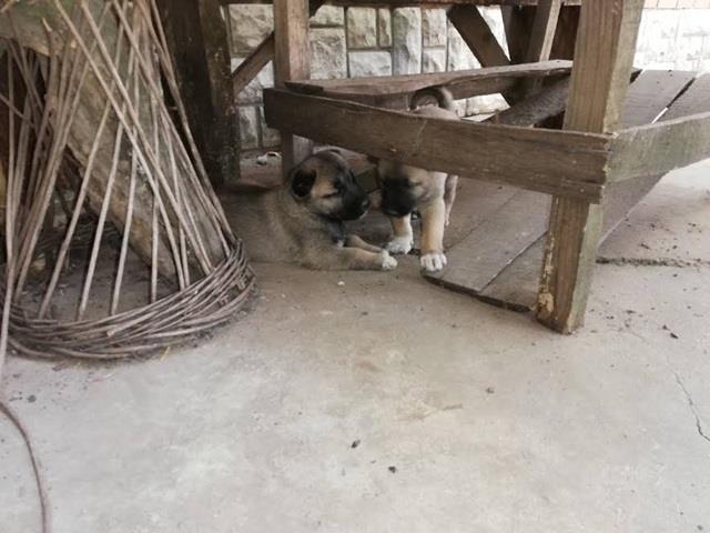 Kangal---Turski-pastirski-pas