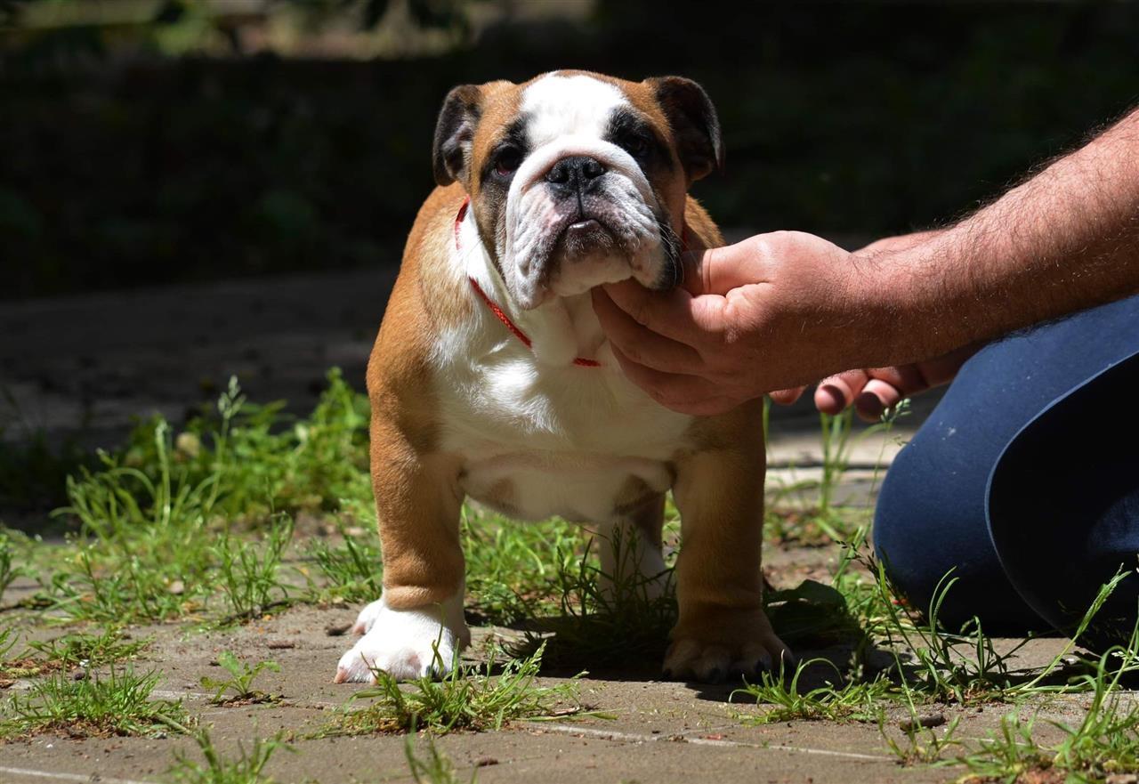 Engleski-buldog
