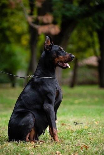 Doberman