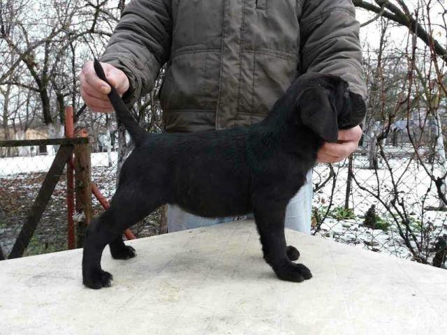 CANE-CORSO-u-ponudi-sivi-i-crni-štenci-