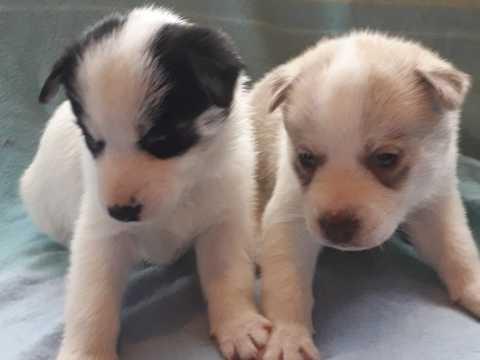 Prodaju se predivni sibirski husky štenad