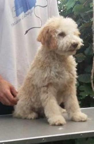 Lagotto Romagnolo, musko stene