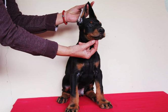 Doberman štenci