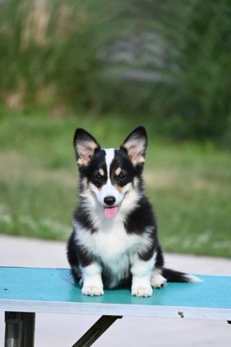 Velski korgi/Welsh Corgi Pembroke