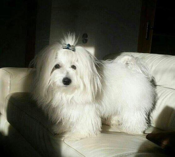 Coton de Tulear stenci