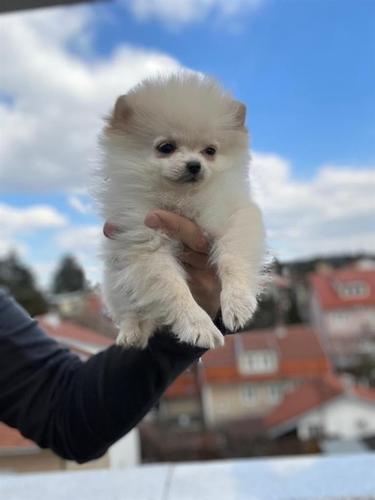 Krem beli pomeranac