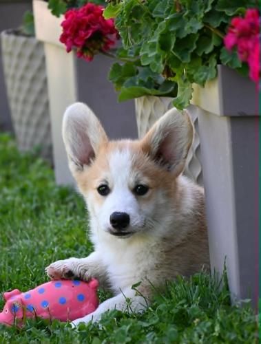 Velški korgi/Welsh Corgi Pembroke