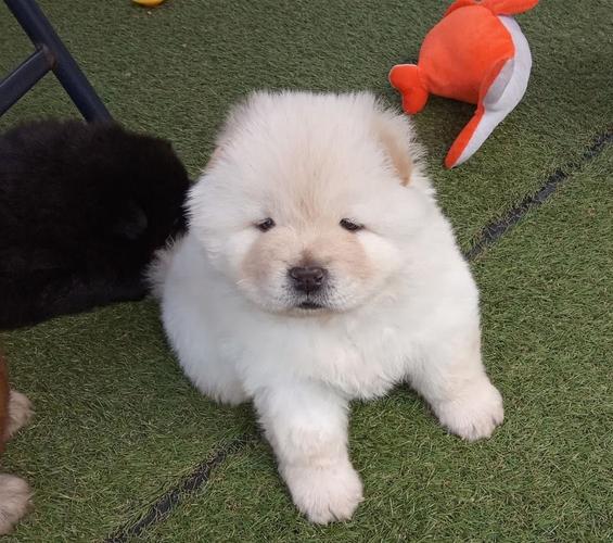 Predivan Chow Chow treba novi dom
