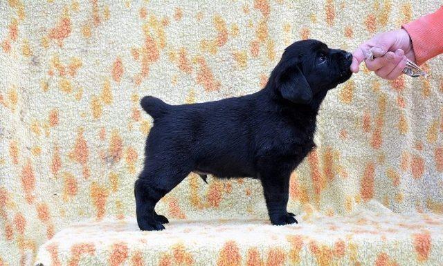 Labrador retriver, stenci
