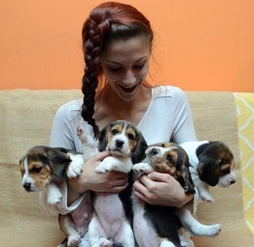 Bigl (beagle) stenci 