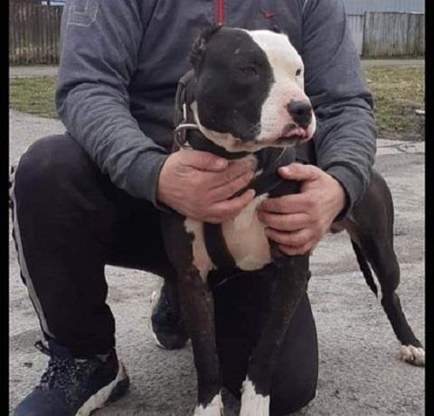 Pit bull stenci 