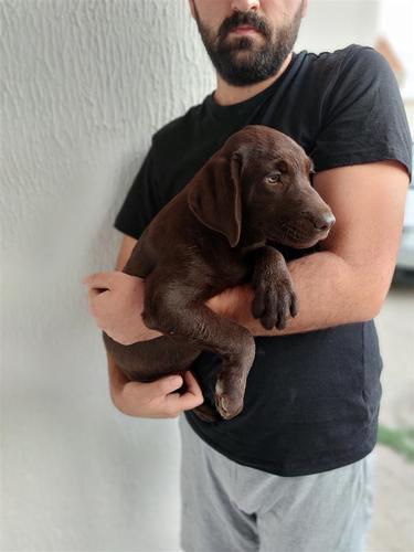Labrador štene