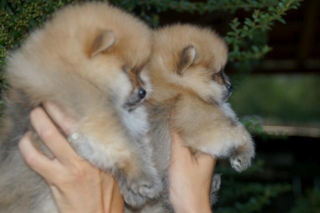 Pomeranski-spic-Pomeranian-Boo-stenci