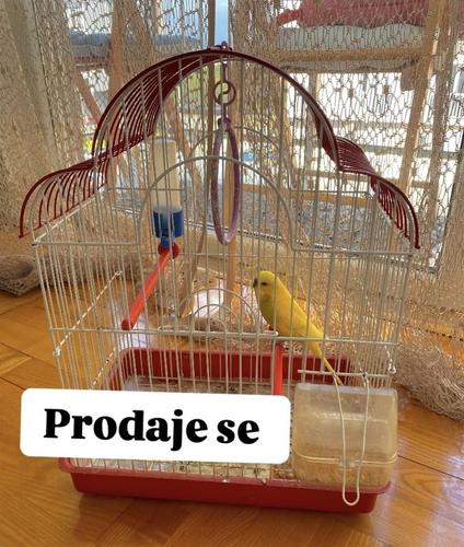 PRODAJE SE PTICA