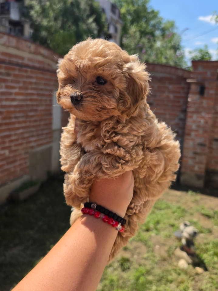 Maltipoo-bebe