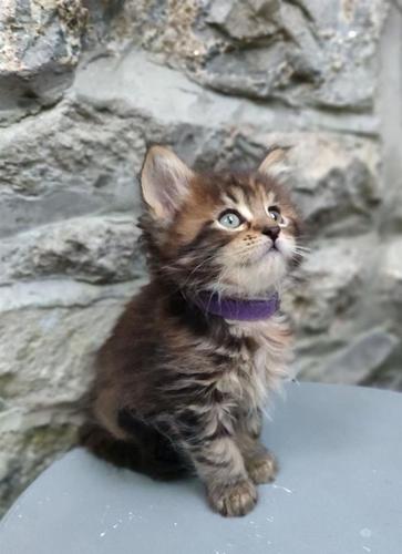 Maine coon mačići