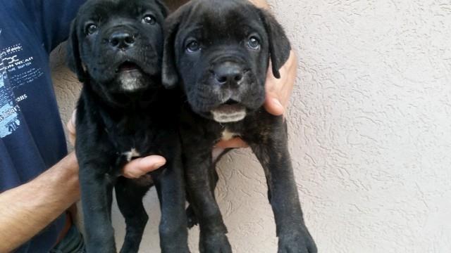 Cane Corso stenad 