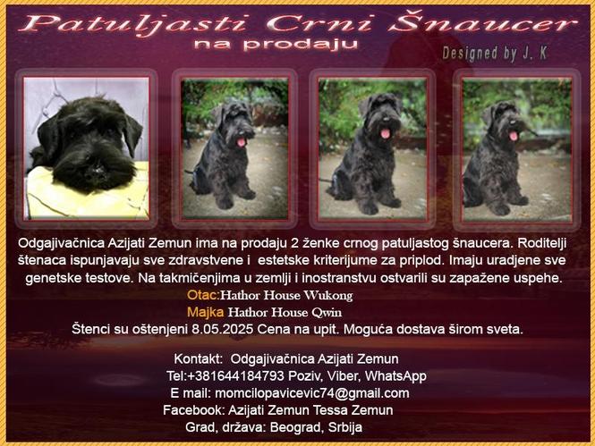Patuljasti Crni Šnaucer