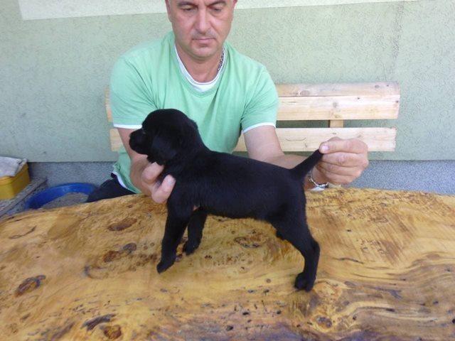 Labrador-retriver-stenci---vrhunsko-leglo