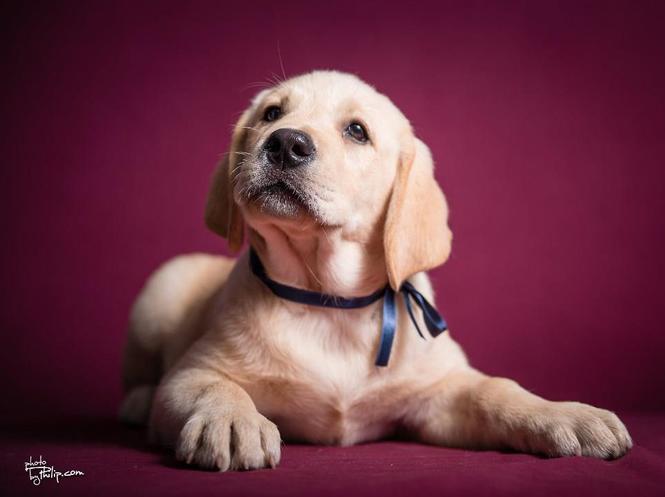 LABRADOR RETRIVER - 2 vrhunska muska steneta