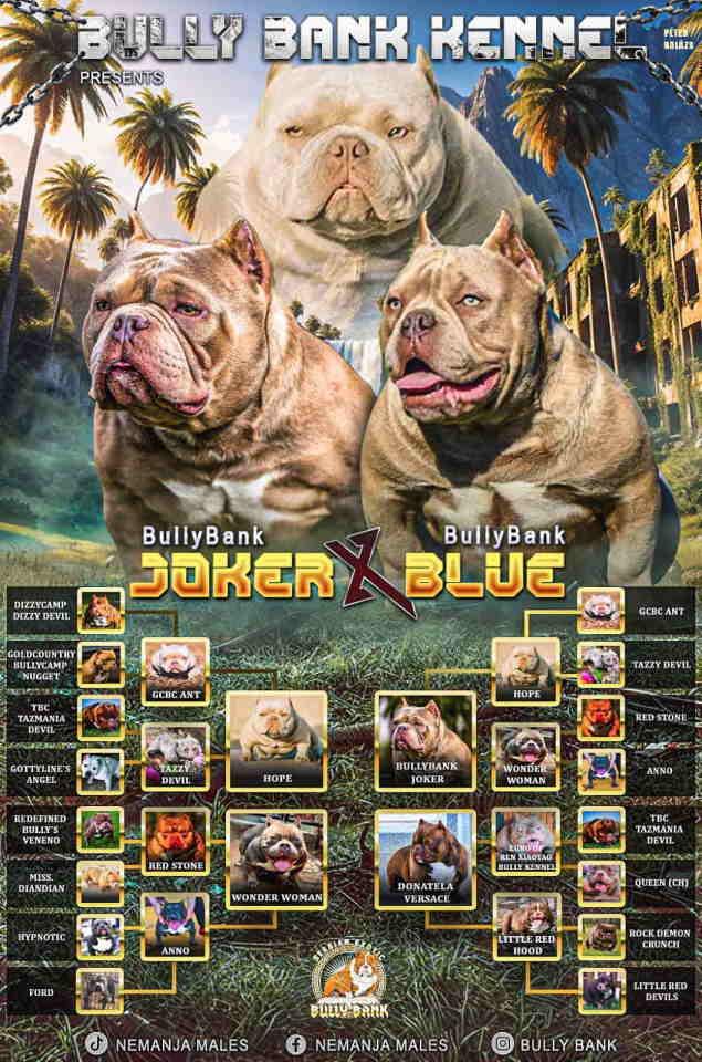 American-Bully-Ženka-je-stara-15-meseci