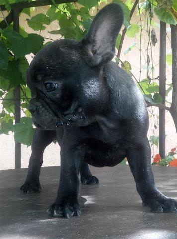 FRANCUSKI BULDOG musko i zensko stene