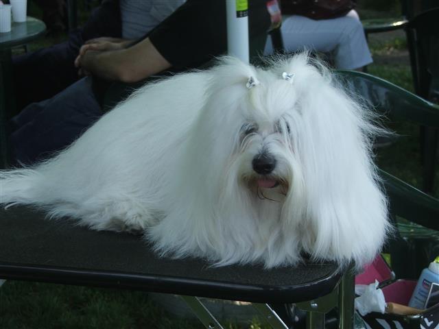 Coton de tulear