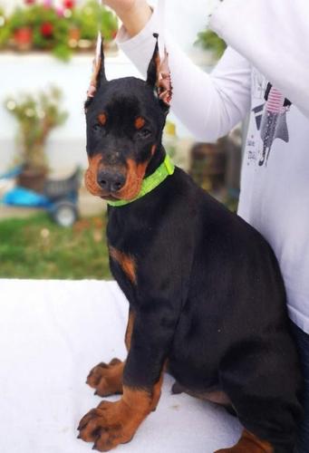 Doberman štenci