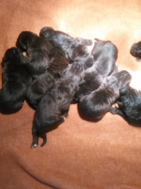 Cane-corso-stenci
