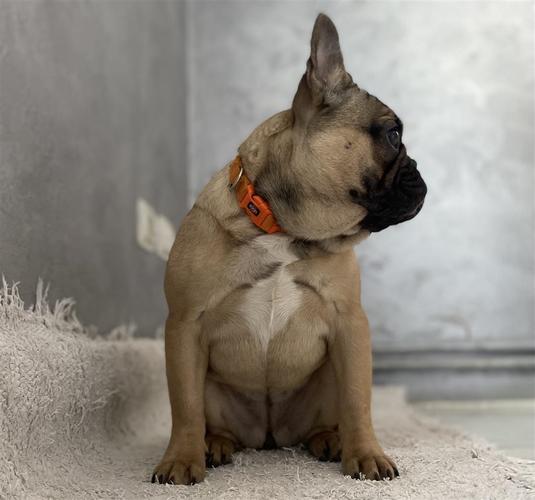 Francuski buldog žensko štene