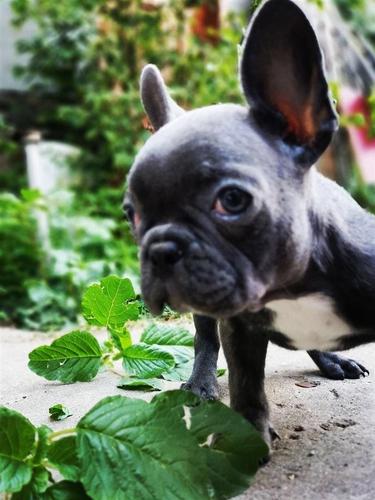 Francuski buldog,Blue i Flafi gen