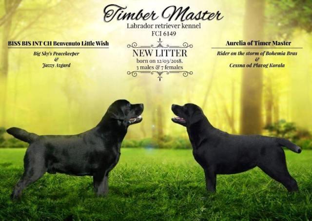 Labrador Retriver,  štenci