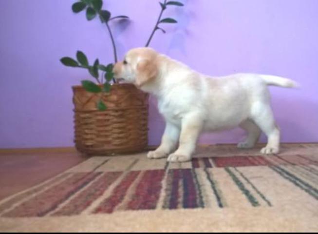 LABRADOR RETRIVER prelepi stenci